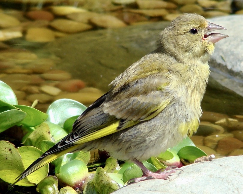 greenfinch